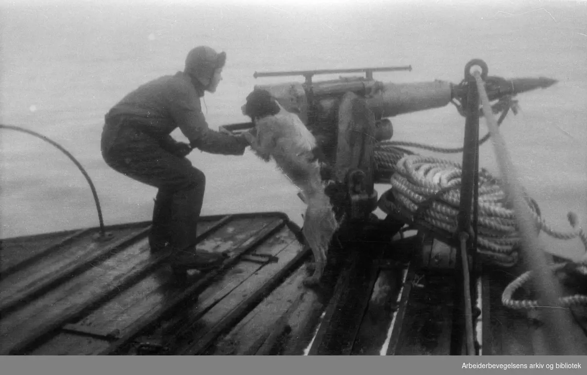 Hvalfangere. Arbeid på dekk. Harpunskytter med hund. 1930-tallet. Ukjent sted.
