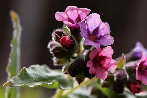 Lungeurt er en blomst med et fargestoff som bytter farge med PH-verdien, derfor kan den ha både rødlige og blålige blomster.