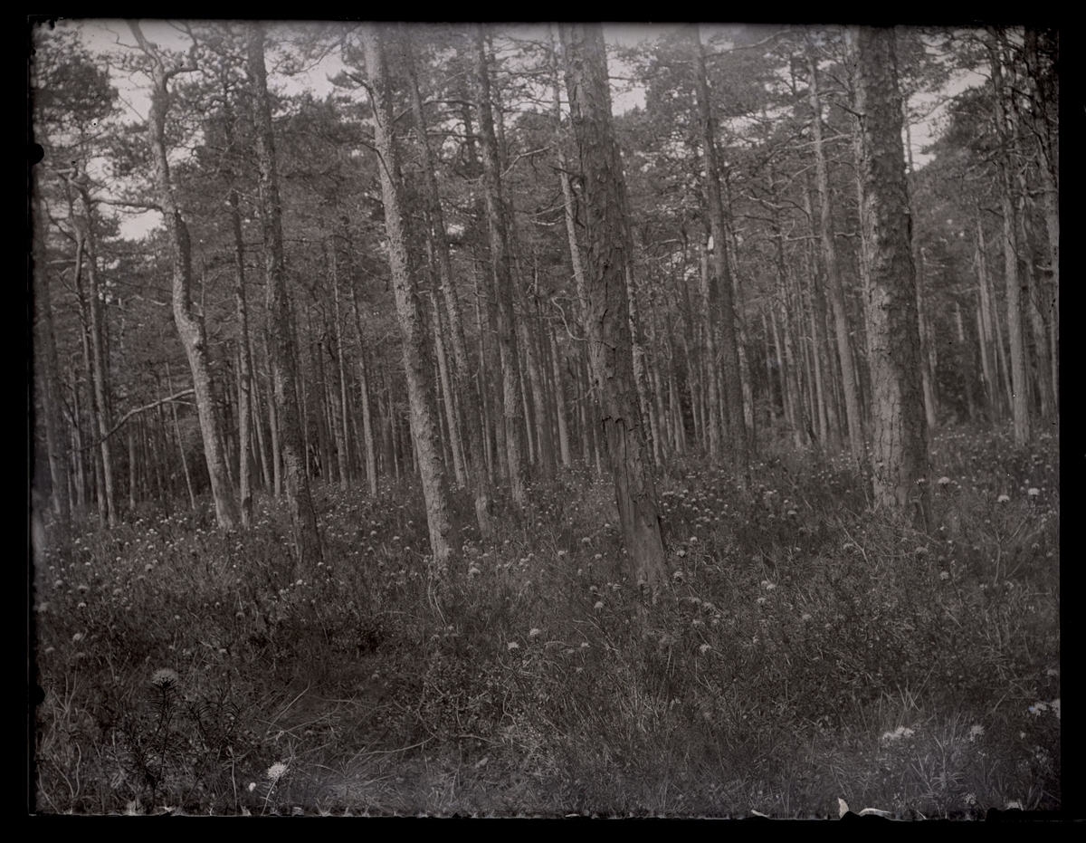Skogsbacke, ca 1910.