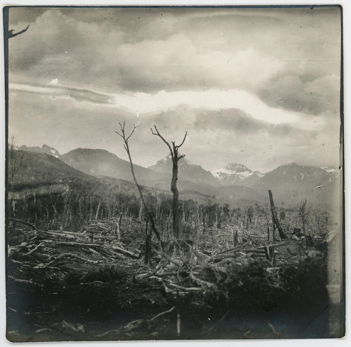 Ett kalhygge , bokskog i Eldslandet. Ushuaia, mitten av november 1903.