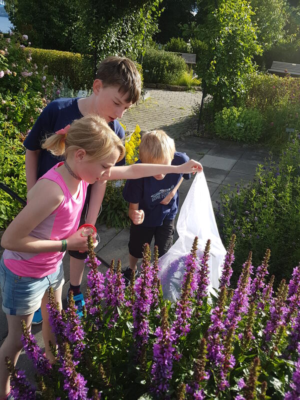 Tre barn samarbeider om å fange og studere humler i Urtehagen på Domkirkeodden, (Foto/Photo)