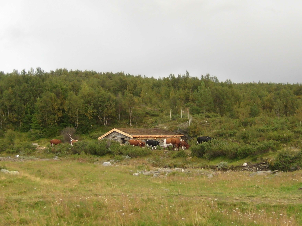 Steinfjøs, ku