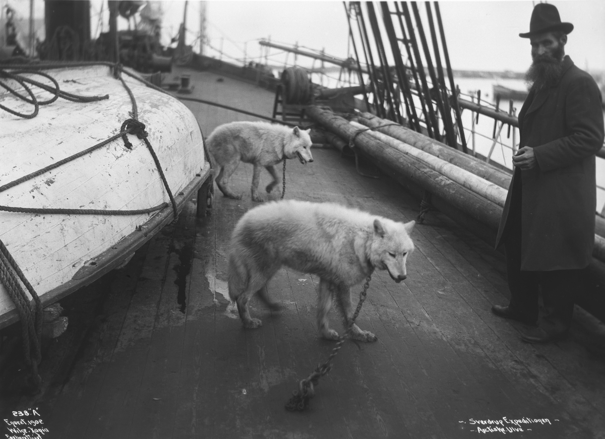 Otto Neumann Sverdrup med ulver på dekk. Fra Sverdrups "Fram"-ekspedisjon fotografert 1902.