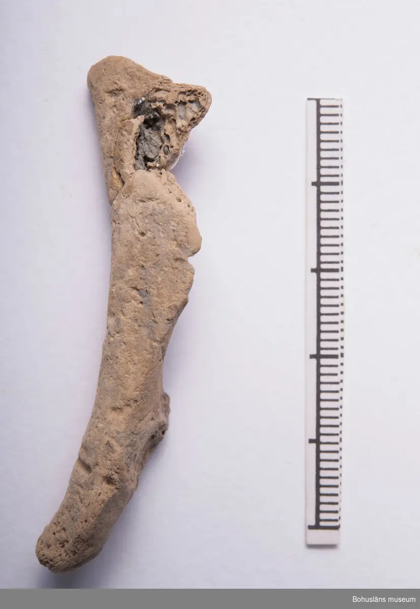 Troligt skulderbladsben av garfågel, Pinguinus impennis, nästan komplett men har skada/brott i ena änden. Äldre sammanfogning/limning.

Fyndet kommer från den s k "Djupa gropen", som hör till ett av de äldsta mesolitiska lagren inom boplatsen, och är 8 000-10 000 år gammalt.