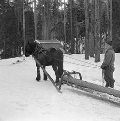 Tømmerlunning med hest i Svartholtet i Elverum. Kjørekaren e