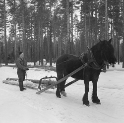 Tømmerlunning med hest i Svartholtet i Elverum. Kjørekaren e