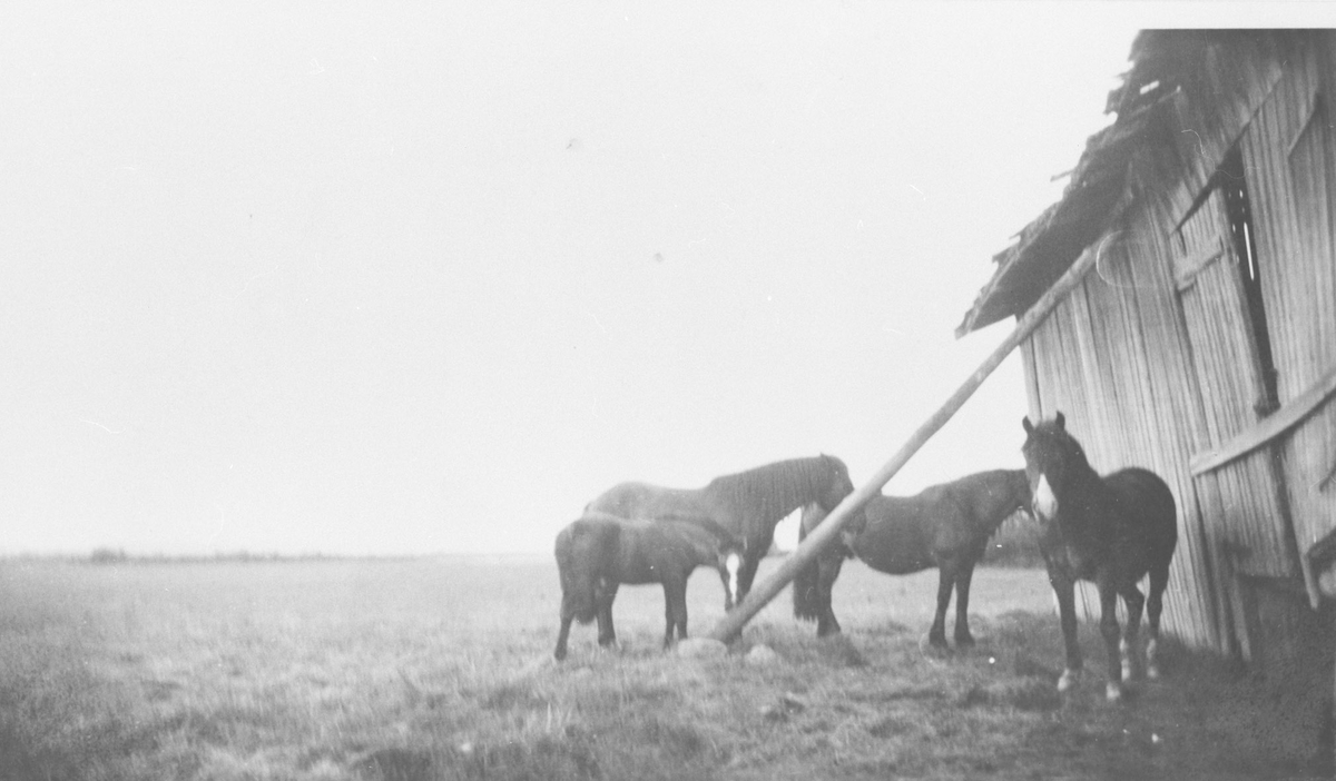 Hester ved låve på Fautøya.