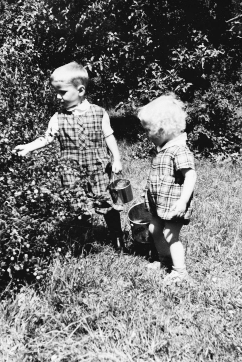 Små barn plukker bær.