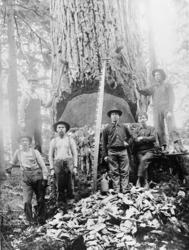 Tømmerhogst i Amerika.ADRESSE: Nesset       Vistdal       Vi