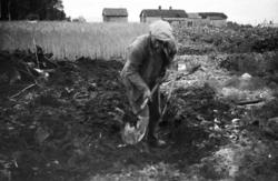 "nr 28. Olai på nydyrking". (merket Olai Aarø)