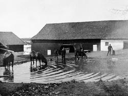 Hester ved dam på gardstunet på Heramb, Ringsaker. Vårløsnin