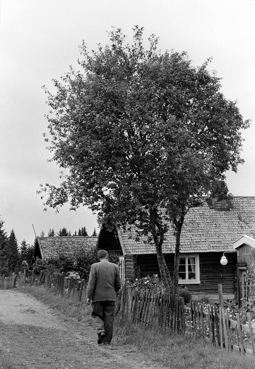 Alf Prøysen går langs Præstvægen ved Prøysenstua, Ringsaker.