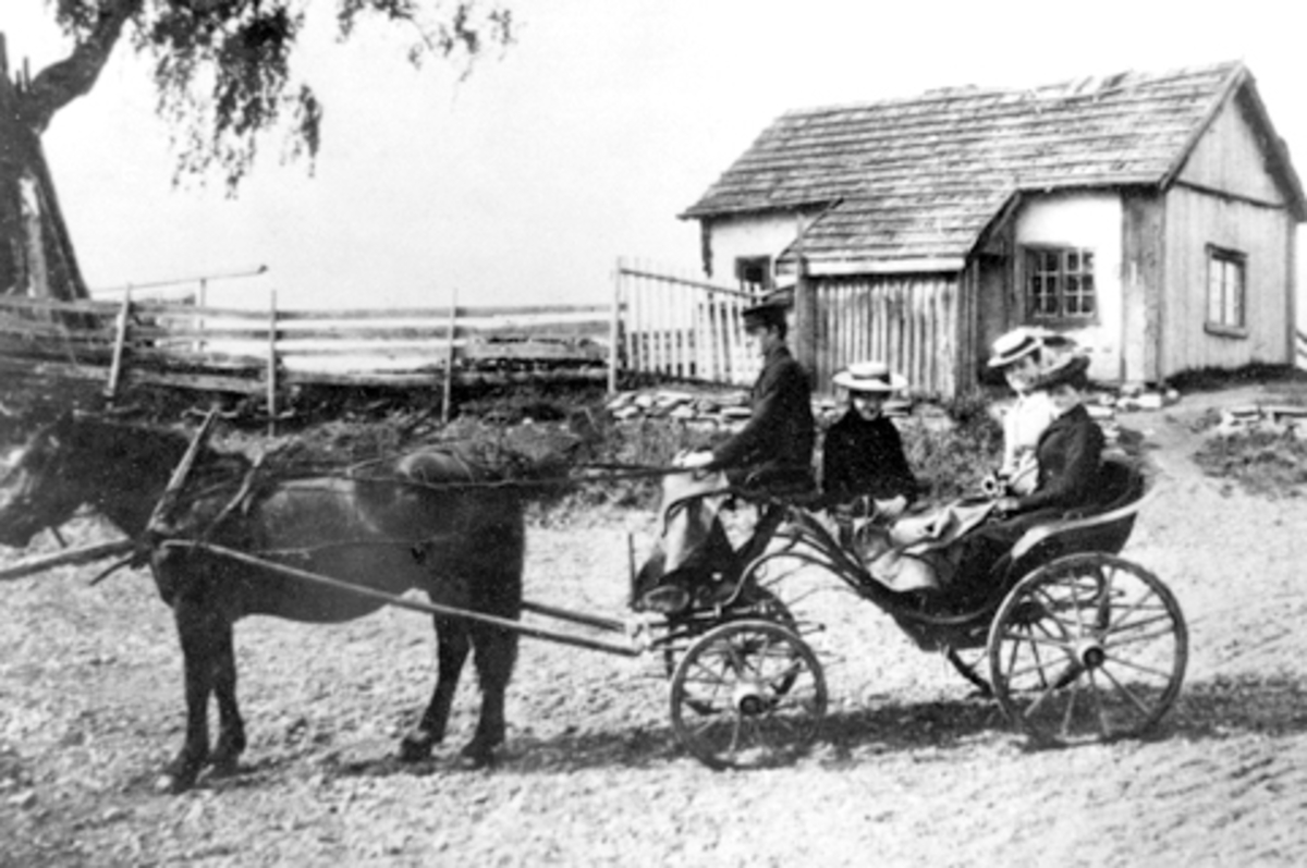 Hesteskyss. Hest med karjol. Kusken er Nils Konrad Skridshoel (1886-1975). Konsulinne Gjestvang kommer til Kisebrygga med gjester. Huset i bakgrunnen er husmannsstua på Kiseodden, Nes, Hedmark.