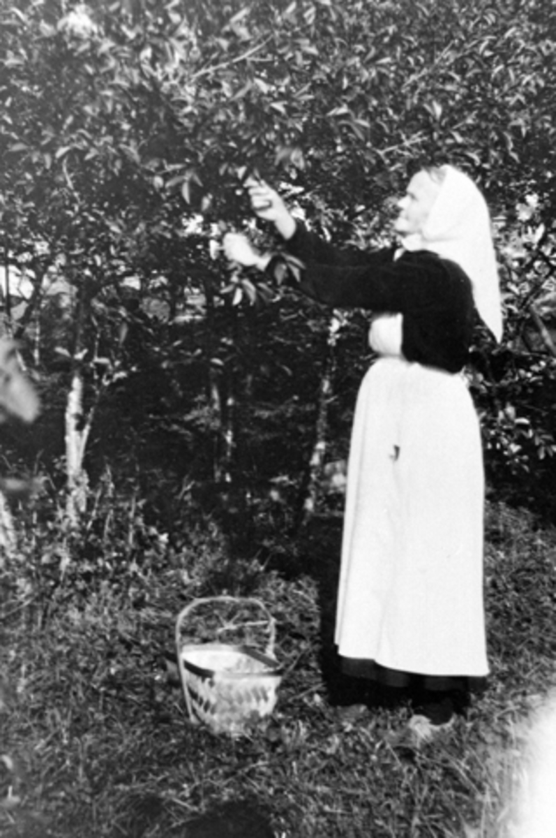 Bestemor Sigrid Sørbø (1862-1938) plukker kirsebær i Bakkom, Nes, Hedmark.