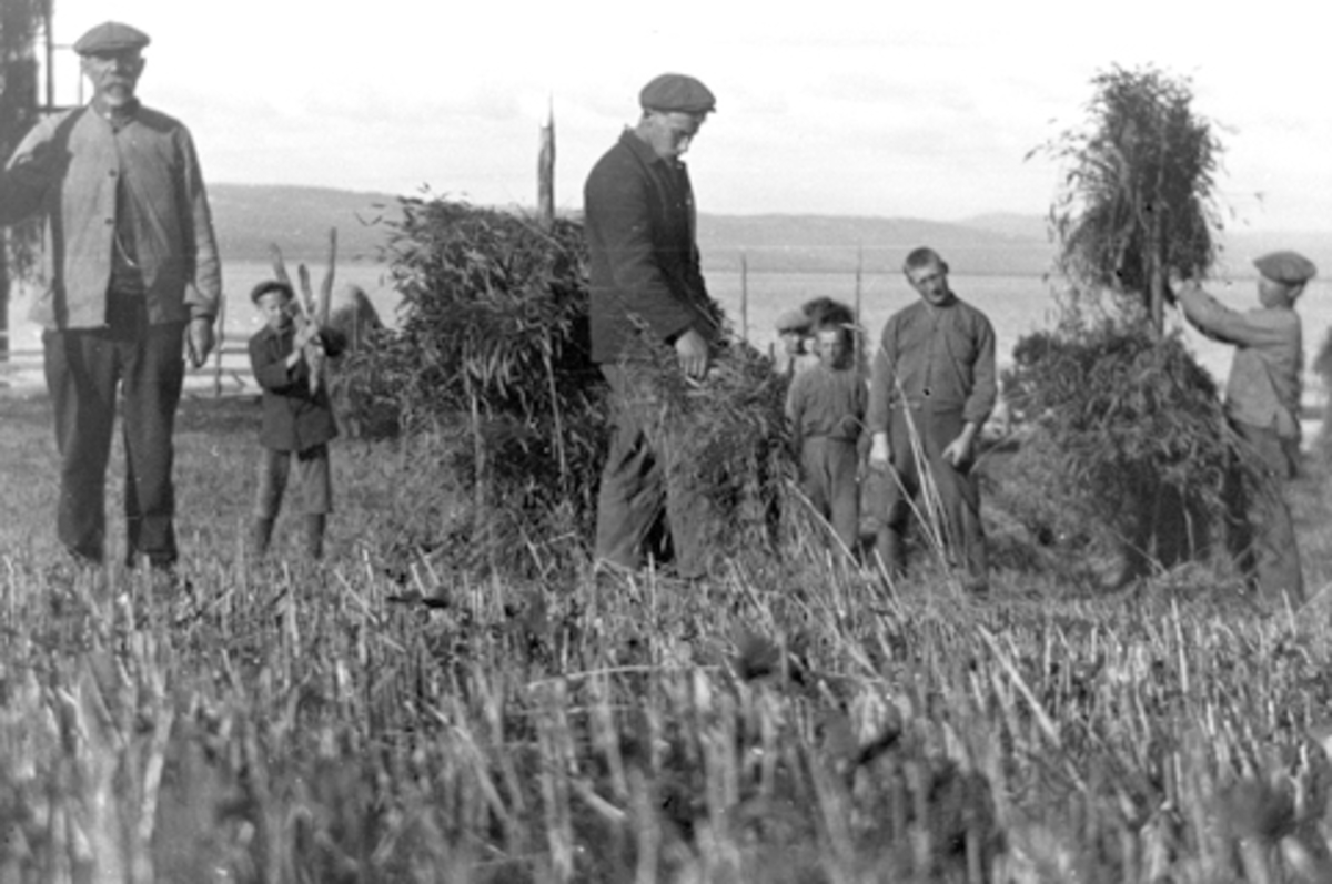 Skuronn på Toftes Gave, Sund Nedre, Helgøya. Gutter setter kornband på staur (snes) for tørk.