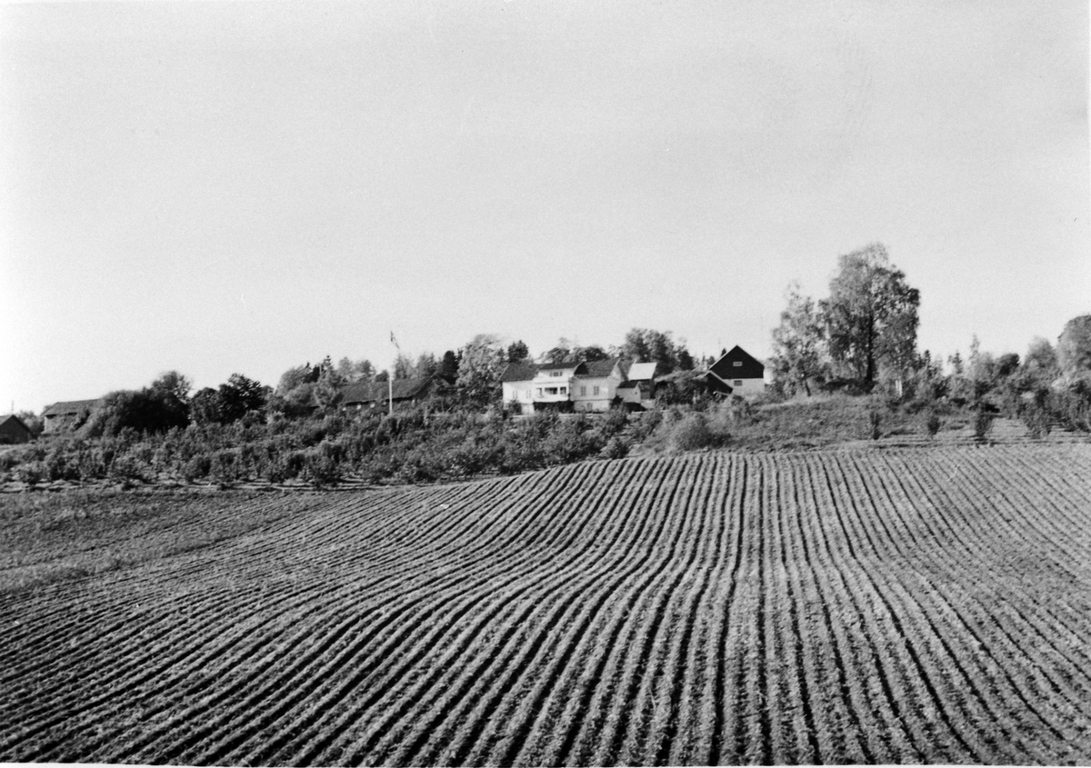 Potetåker og frukthage i 1960 på Hilstad Nedre, Stavsjø, Hedmark.