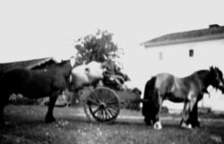 HESTER MED FLYTTELASS TIL FJELLS, TUNET INGEBERG STORE