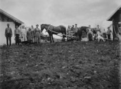 VÅRONN, GRUPPE 18 ARBEIDERE, BARN VOKSNE, HEST MED PLOG, ING