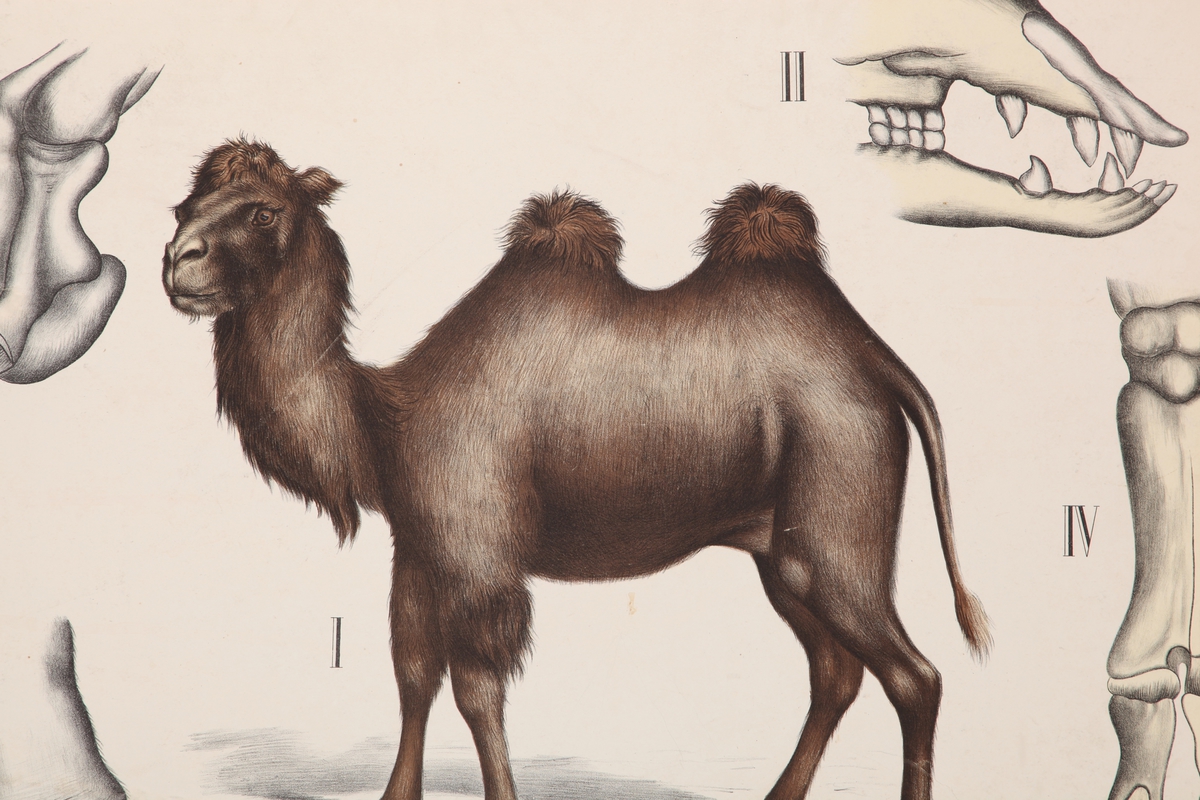Kamel, hover og kranium
