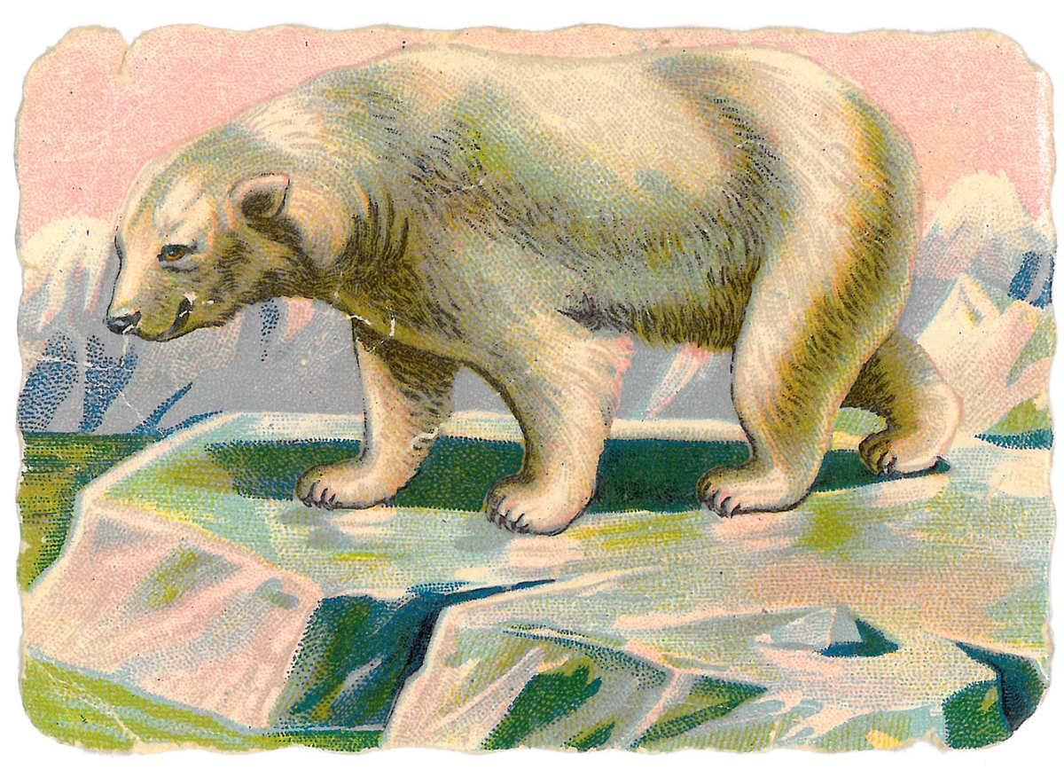 Isbjørn på et isflak