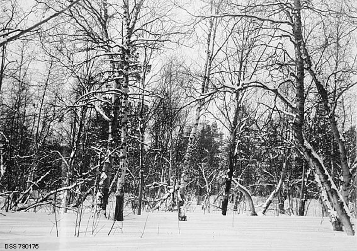 Bjørkebestand i Goskama-skogen ved Eibyelva i Alta i Finnmark.  Fotografiet ble tatt i 1927, året før den statlige skogforvaltningen bestemte at et 25 hektar stort skogområde på dette stedet skulle fredes for skogbruksaktiviteter.  Dette var - for sin tid - en spesiell vernesak, i og med at det meste som ble fredet på denne tida var enkelttrær, som skilte seg fra de omkringstående i kraft av sin form eller størrelse.  Om dette bestandet skrev statens skogforvalter i området:  «Der forekommer ikke nogen særlig store dimensjoner.  Heller ikke har jeg påtruffet nogen særlig merkelige trær.  Skogen må nærmest betegnes som gjennemsnittsskog.»  Her var det altså en vanlig skog, typisk for denne regionen, med furu og bjørk som dominerende arter, som skulle skjermes for menneskelige inngrep.  Vedtaket som ble gjort i 1928 var for øvrig produkt av en gammel idé, som den statlige skogforvaltningen i området hadde innvidd lokalbefolkningen i alt omkring 1910.  Verneområdet gikk følgelig allerede under navnet «Nasjonalparken».