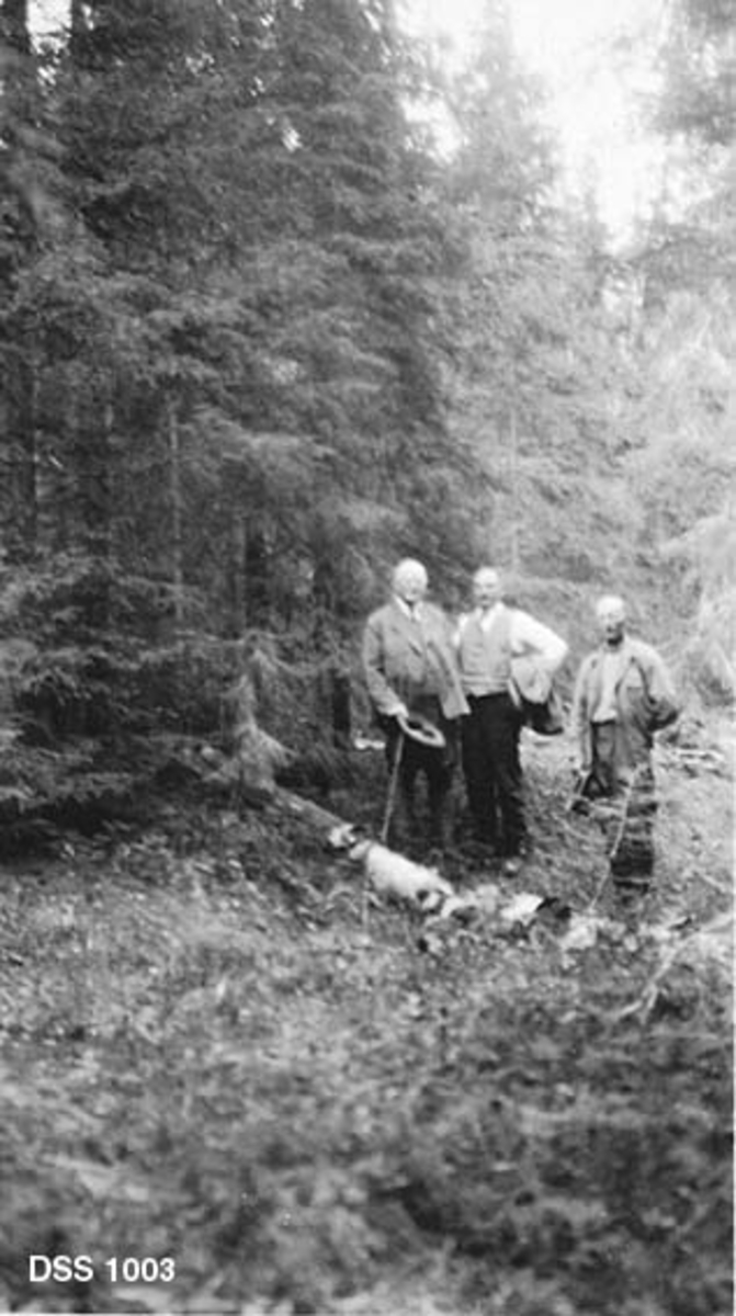 Tre skogfunksjonærer i lysning i granskog.  De tre herrene er skoginspektør Einar Emil Nilsen (1865-1936), skogforvalter Otto Bugge (1881-1955) og skogvokter Olaf Nerli (1873-1958).  De to forstkandidatene til venstre er iført dresser, vester og kvite skjorter, mens skogvokteren har et mer ordinært friluftsantrekk.  Fotografens poeng med å ta dette bildet har vært å vise hvordan en kan oppnå et "rent" granbestand ved å "søyre" bjørketrærne.  Et søyret og nedhogd bjørketre ligger framfor skogfunksjonærenes føtter.  Det er sannsynlig at opptaket er gjort i Nerli-skogen i Susendalen i Hattfjelldal.  

Forstkandidaten Einar Emil Nilsen var skogforvalter med Helgeland som arbeidsfelt fra 1896 til 1908, og deretter skoginspektør i "det Nordlandske" fram til sin død.  Forstkandidat Otto Bugge var skogforvalter i Helgelands-regionen i perioden 1915-1935.  Agronom og skogskolekandidat Olaf Nerli var skogvokter på statens grunn og i prestegardsskogen i heimbygda fra og med 1902.