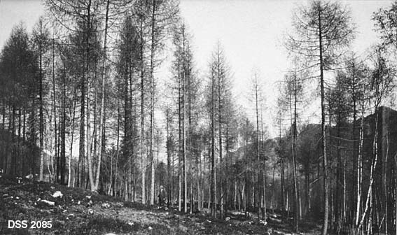 40 år gammelt lerkebestand i Lerkeli i Lund.  Trærne er fotografert tidlig på våren, før nålesetting.  En mann med mørk dress og hatt spaserer i bestandet. 