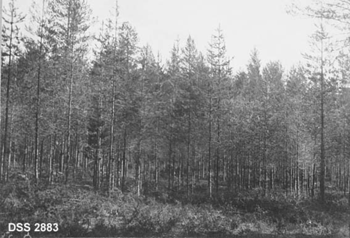 Jevnaldret furubestand på forholdsvis flat mo i Elverum.  Fotografiet er tatt i forbindelse med furuspinnerangrep i 1902-03, noe som framgår av limringer rundt trestammene.  Jfr. teksten til DSS 2879. 