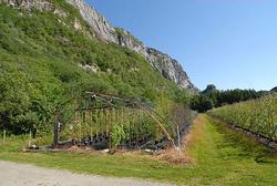 Miljø- og leplanter i Alstahaug planteskole på Helgeland som
