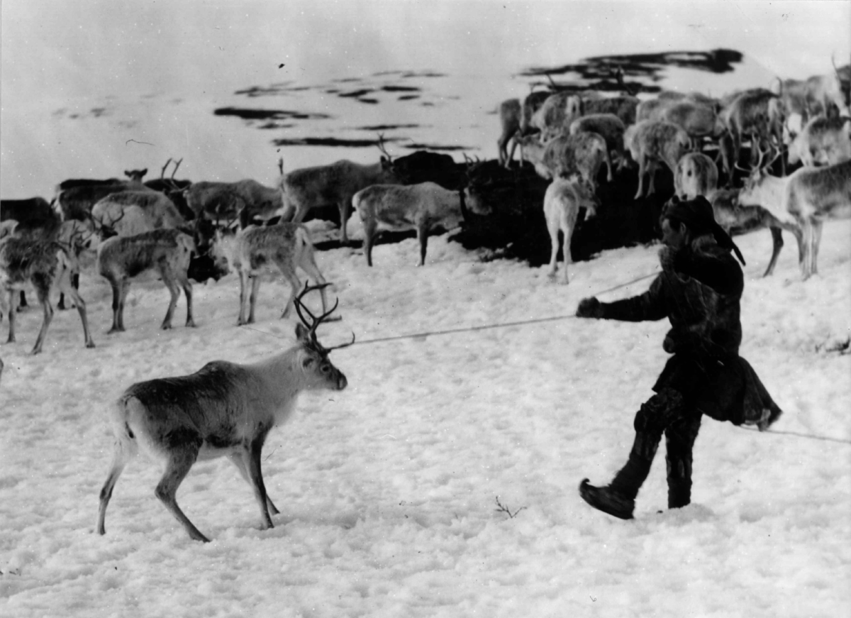 Lassokasting. Same har fanget et reinsdyr, resten av reinflokken står i bakgrunnen. Fra filmen "Same Jakki" fra 1957 av Per Høst. Finnmark.