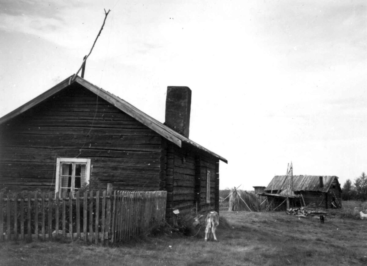 Mántyla gård med bolig og uthus, Kauhalahti 1959.