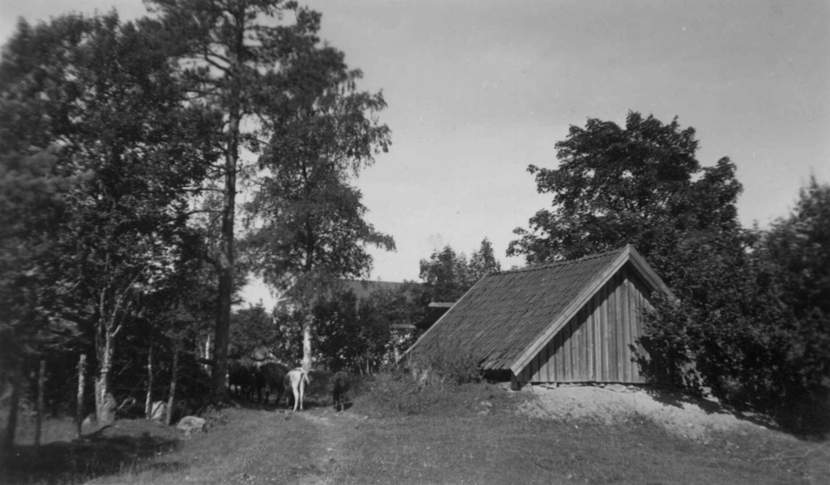 Østenbøl, Enebakk, Akershus 1937. Kuer på en vei og potetkjeller.
