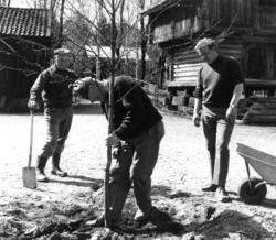 Planting av tuntre i Telemarkstunet i april 1968.