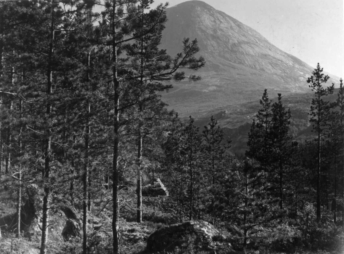 Furuskog ovenfor Hellemobotn, fjellet Cårok / Tjårok i bakgrunnen, 1964.