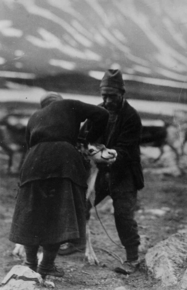 "Kjevling" av en reinkalv, Anders Barrok og en kvinne merker et reinsdyr. Ramsjøen 1923.