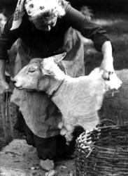 Demonstrasjon av saueklipping på Norsk Folkemuseum.  9. sept