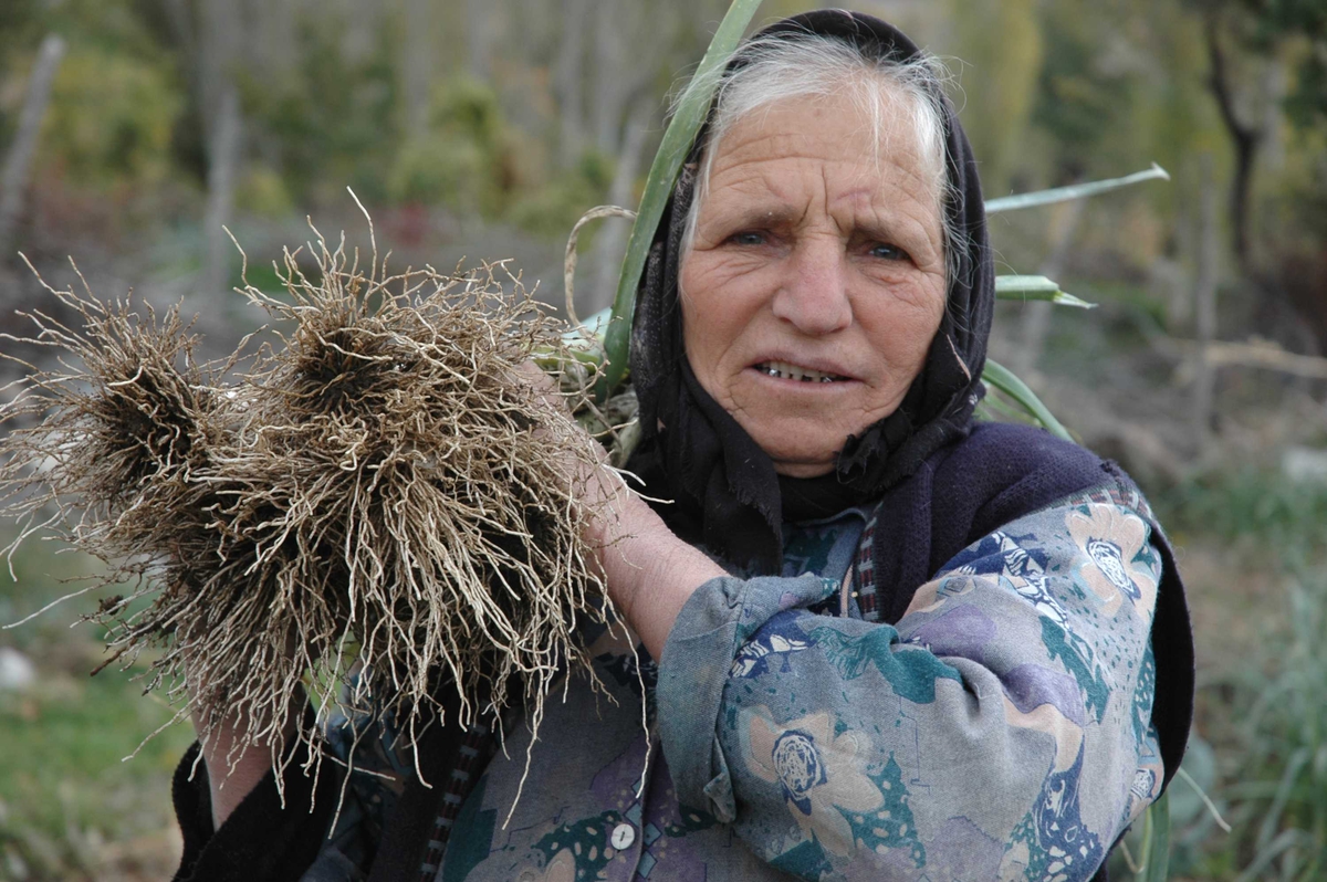 Eldre kvinne fra Samlar i Tyrkia. Innhøsting av purreløk.