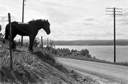 Serie. Hest med utsikt over enten Bergsjøen eller Gåserud i 