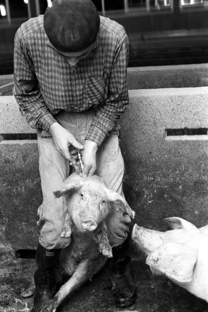 Gris blir vaksinert? på Bleiker gård i Asker. Her blir grisene fóret med sjokolade og annet godteri  9. desember 1961.