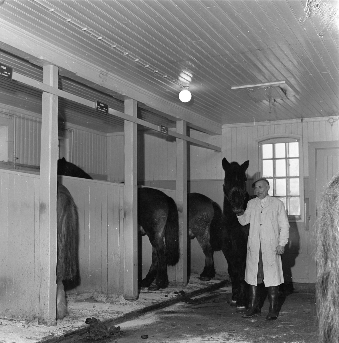 Hester i stall, Bogstad gård, Oslo 1962.
