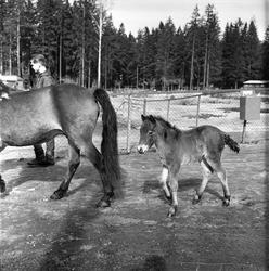 Ekeberg, Oslo, 10.05.1965. Rideskolen på Ekeberg. Hoppe med 