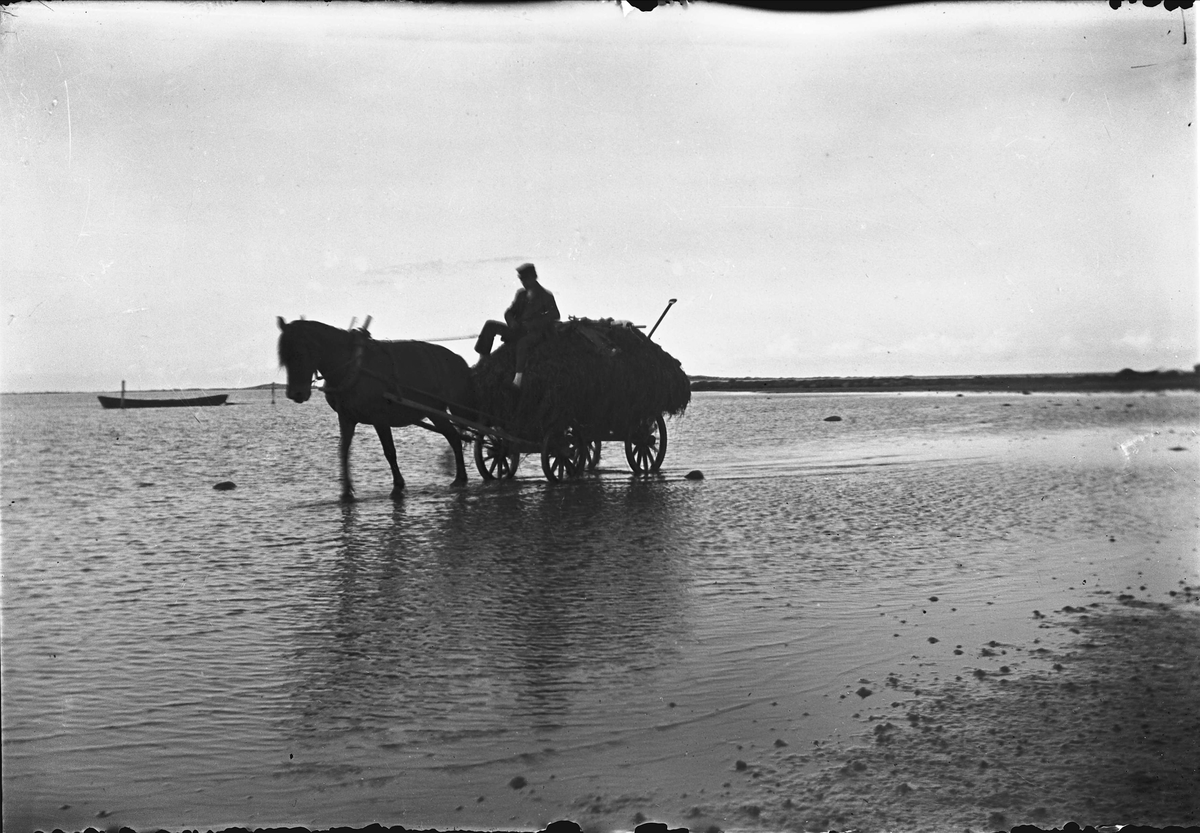 Tånghämtning med häst och vagn på havsstranden ute i vattenbrynet. En man lassar tång på kärran. Tången användes till att gödsla jorden. Halland.