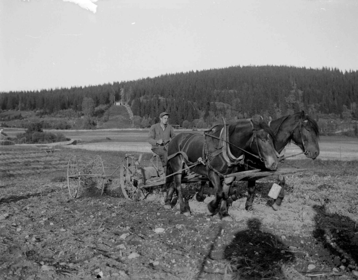 Potetonn på Lysgård. Mann og hest med potetopptaker. Gamle Lysgårdsbakken i bakgrunnen.