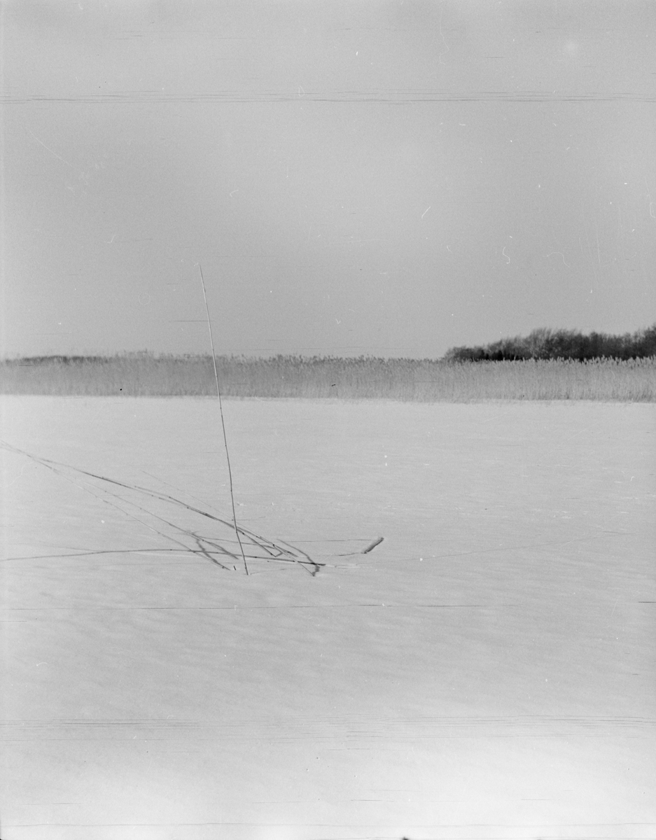 Vinter vid Mälarens strand vid Fagerudd i Enköping, Uppland 1961