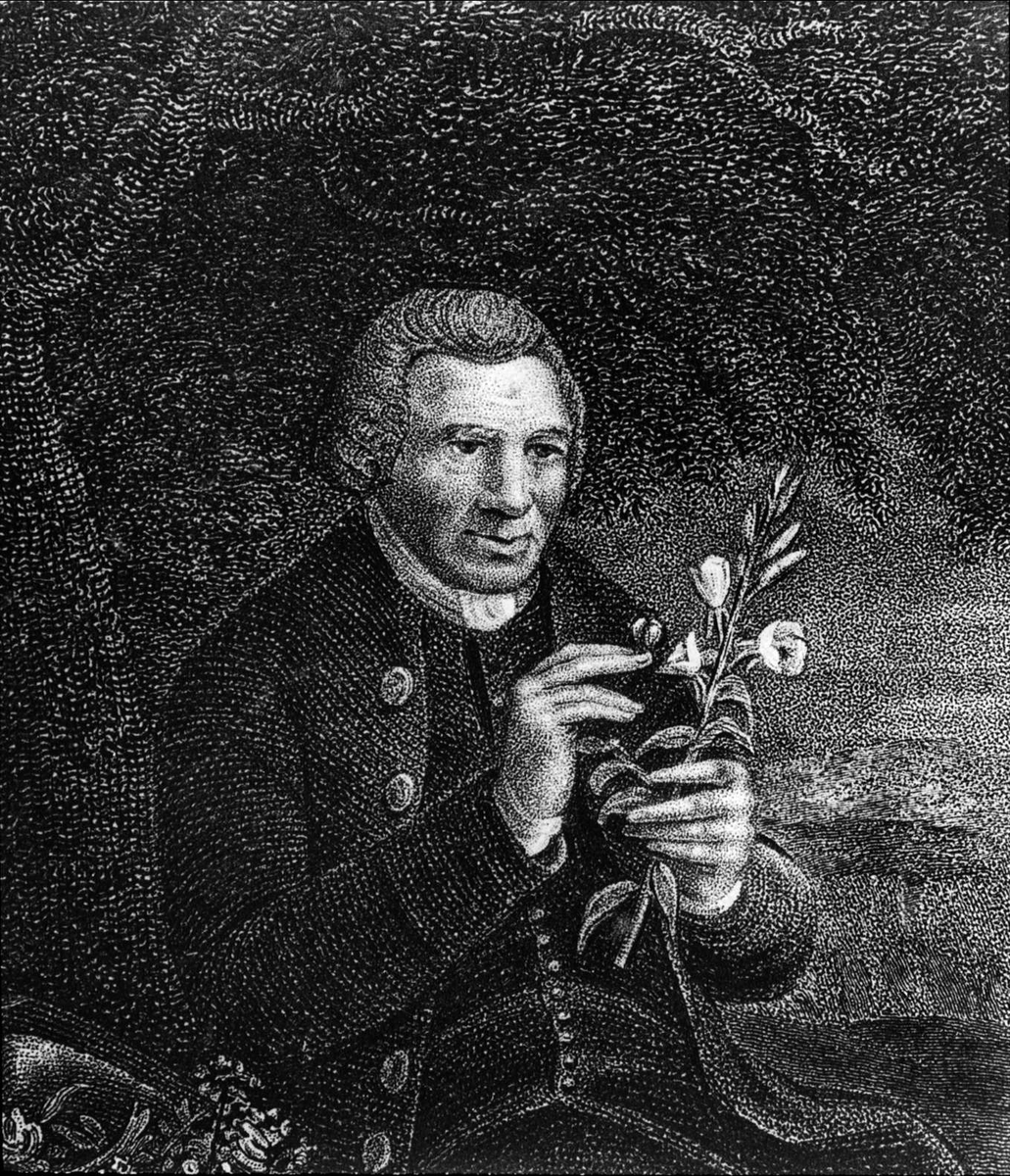 Porträtt av en man som studerar en växt