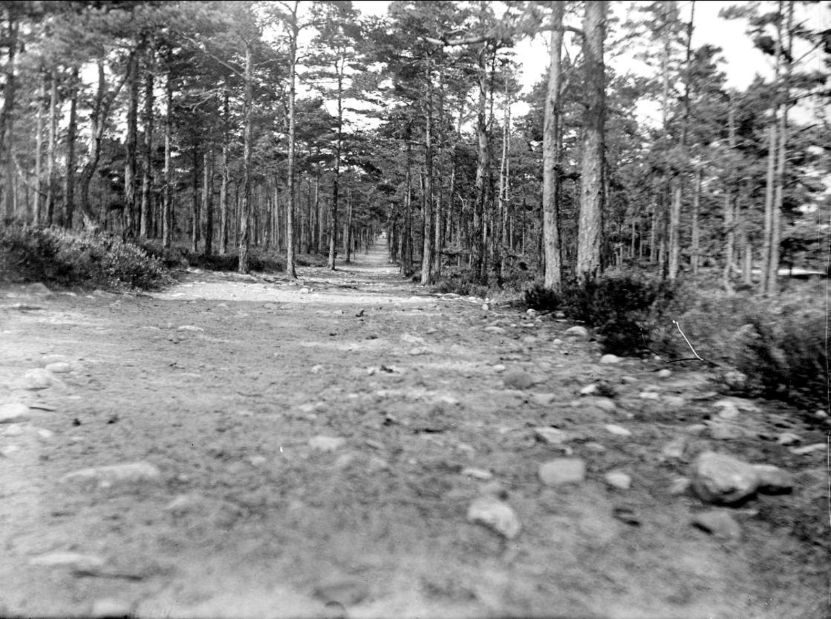Från Skogsvägen till "Tronville", Stockholms skärgård augusti 1927