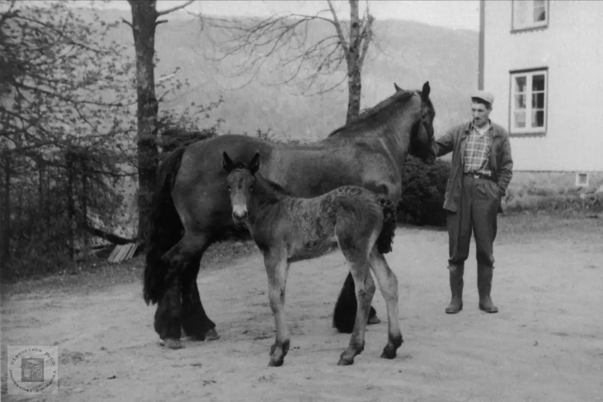 Ola Thoreson Foss med hest og fole, Bjelland.