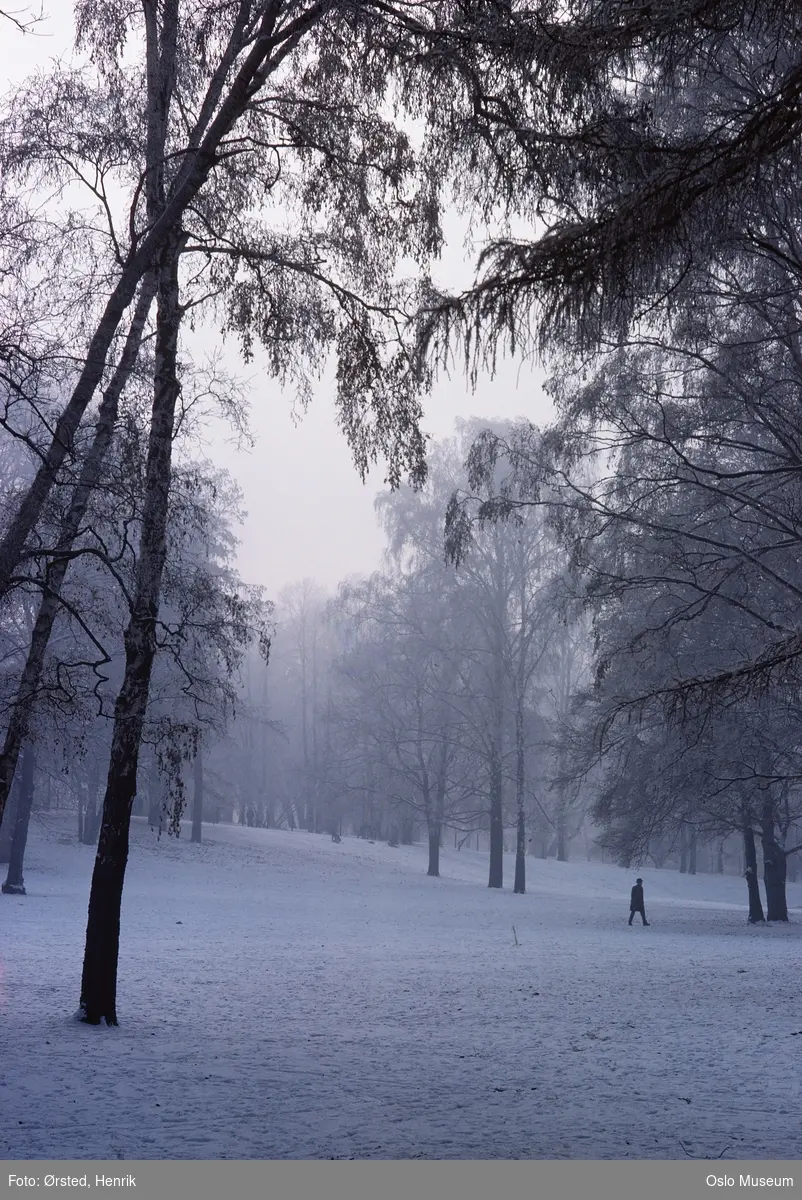 park, trær, snø, mann