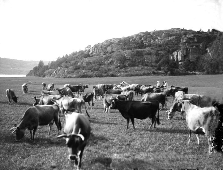 Enligt senare notering: "Grosshandlare N G Sörensen inspekterar sin djurbesättning åkande häst och vagn. Området är betesmarkerna vid Sjörits." (BJ)