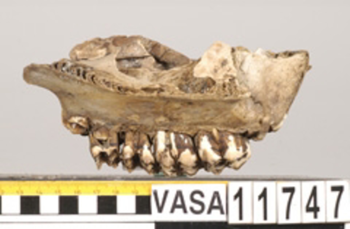 Ben från nötkreatur (Bos taurus).
1 st. övre del av överarmsben (proximal del av humerus).
1 st. höger del av överkäke (maxilla dx).